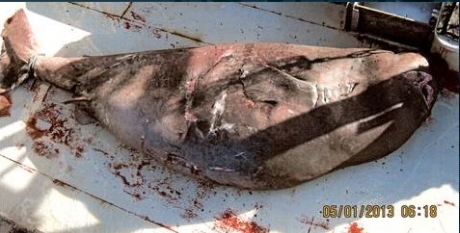 Trawler snares rare shark